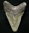 Juvenile Megalodon Tooth - South Carolina #8709-1